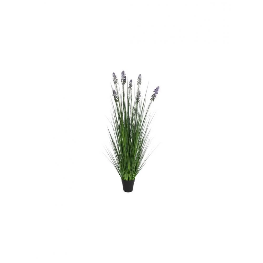 Φωτογραφία προϊόντος: Neobartsia λιλά σε κασπώ 120εκ.