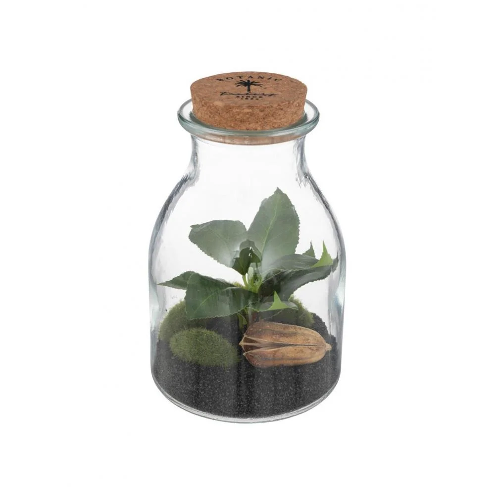 Φωτογραφία προϊόντος: Plastona Βάζο terrarium με φυτό 12Χ19,5