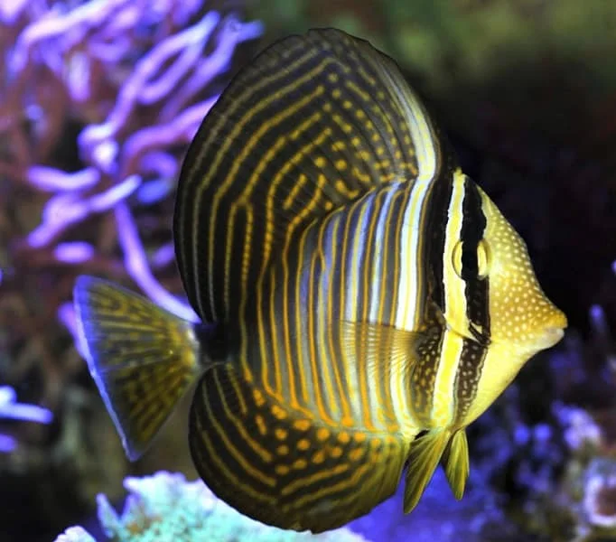 Φωτογραφία προϊόντος: Zebrasoma desjardini (S)