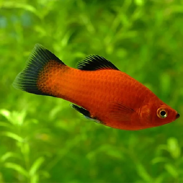 Φωτογραφία προϊόντος: Xiphophorus swordtail red wagtail MIX