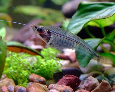 Φωτογραφία προϊόντος: Kryptopterus bicirrhis - Glass Catfish