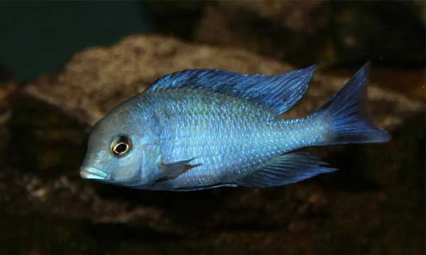Φωτογραφία προϊόντος: Cryptocara Moori - Blue Dolphin Cichlid