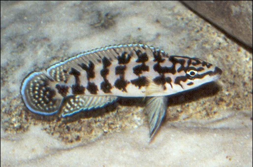 Φωτογραφία προϊόντος: Julidochromis Transcriptus