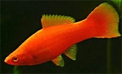 Φωτογραφία προϊόντος: Xiphophorus Helleri swordtail red (Hifin)