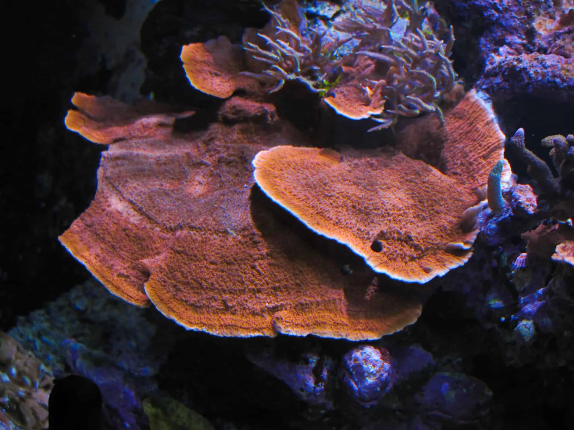 Φωτογραφία προϊόντος: Montipora plate red (κόψιμο κατά παραγγελία)