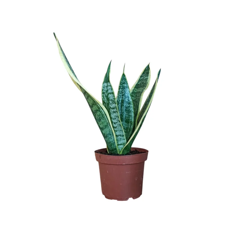 Φωτογραφία προϊόντος: OEM ΣΑΝΣΙΒΕΡΙΑ Sansevieria Trifasciata