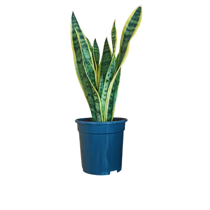 Φωτογραφία προϊόντος: OEM ΣΑΝΣΙΒΕΡΙΑ Sansevieria Trifasciata