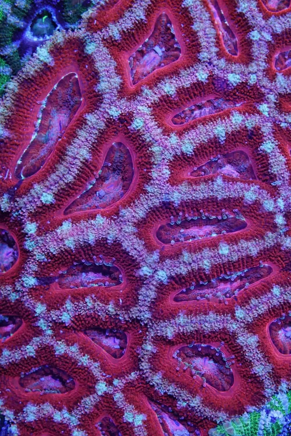 Φωτογραφία προϊόντος: Acanthastrea sp. (κόψιμο κατά παραγγελία) A13