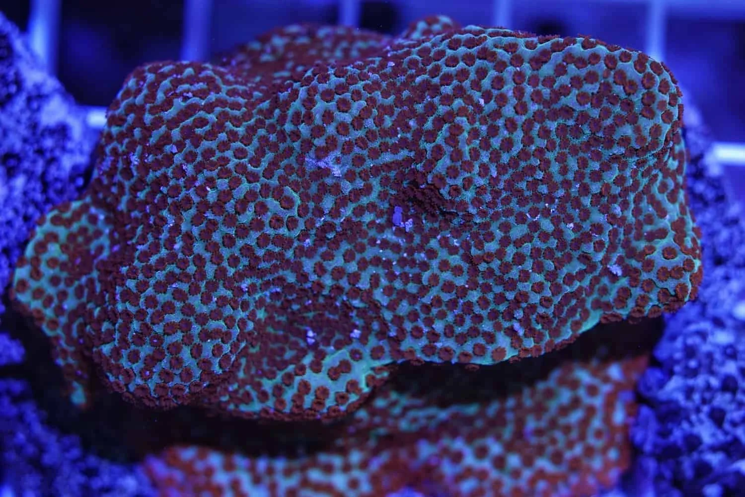 Φωτογραφία προϊόντος: Montipora sp. Α55(κόψιμο κατά παραγγελία)