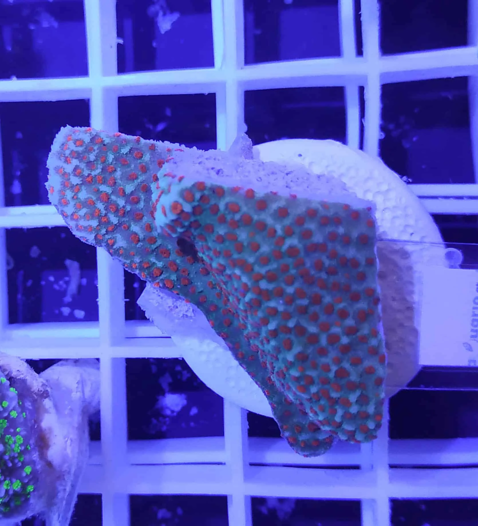 Φωτογραφία προϊόντος: Montipora frag D86