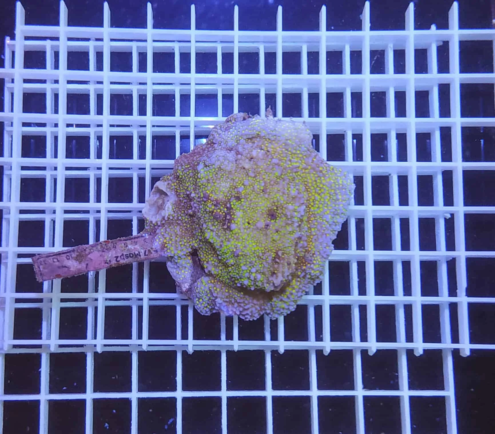 Φωτογραφία προϊόντος: Montipora sp. A47 (κόψιμο κατά παραγγελία)