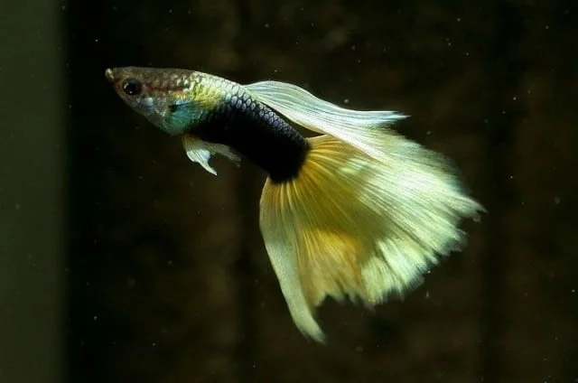 Φωτογραφία προϊόντος: Guppy H.B Yellow Delta