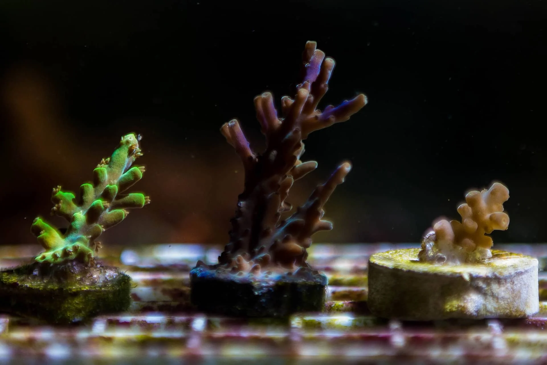 Φωτογραφία προϊόντος: Aussie acro wild - frag mix