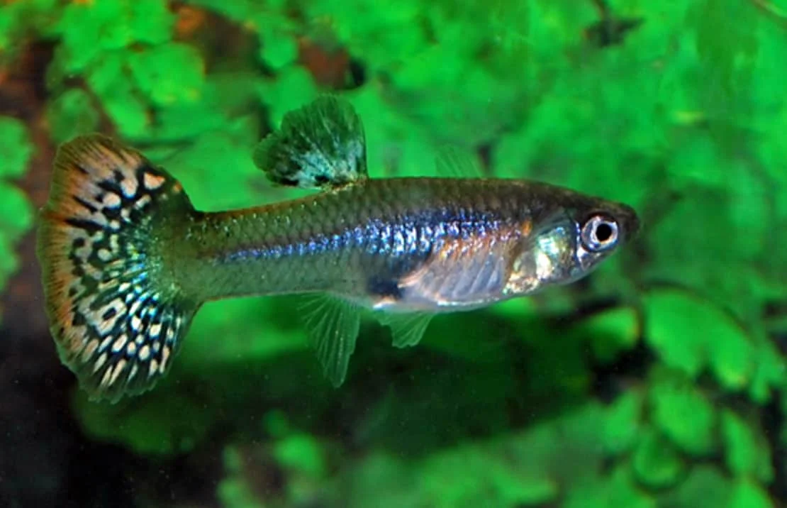 Φωτογραφία προϊόντος: Guppy snakeskin mix females