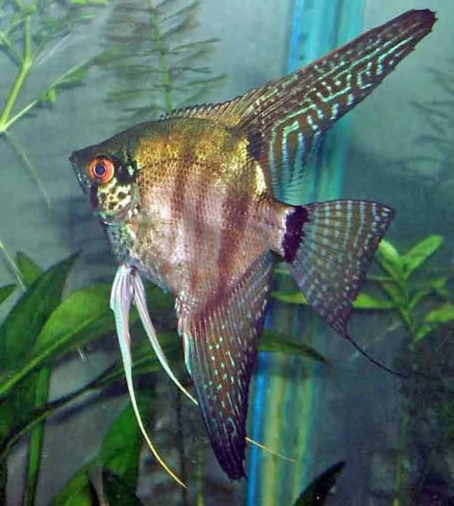 Φωτογραφία προϊόντος: Pterophyllum Scalare Zebra Lace