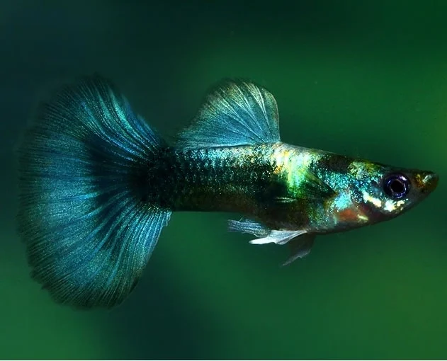 Φωτογραφία προϊόντος: Guppy Metallic Blue Neon female