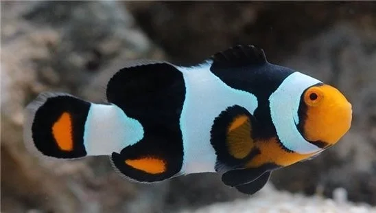 Φωτογραφία προϊόντος: Amphiprion ocellaris Snow Onyx