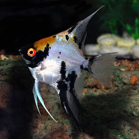 Φωτογραφία προϊόντος: Pterophyllum Scalare Koi/panda