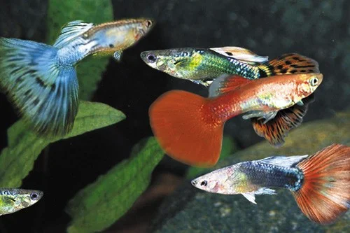Φωτογραφία προϊόντος: Guppy Mixed Females