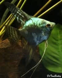 Φωτογραφία προϊόντος: Pterophyllum scalare smoke green