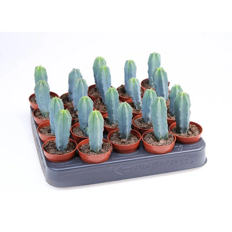 Φωτογραφία προϊόντος: OEM Cactus Myrtillocactus Geometrizans
