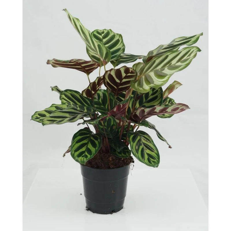 Φωτογραφία προϊόντος: OEM ΚΑΛΑΘΕΑ Calathea Makoyana