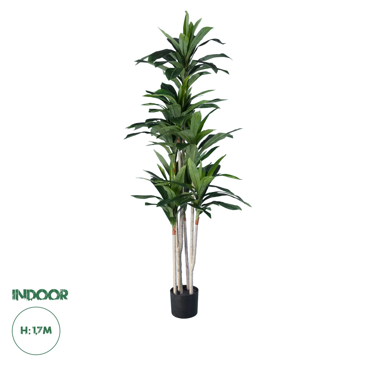 Φωτογραφία προϊόντος: GloboStar(R) Artificial Garden DRACAENA SILK 20044 Τεχνητό Διακοσμητικό Φυτό Δράκαινα Υ170cm - - 20044