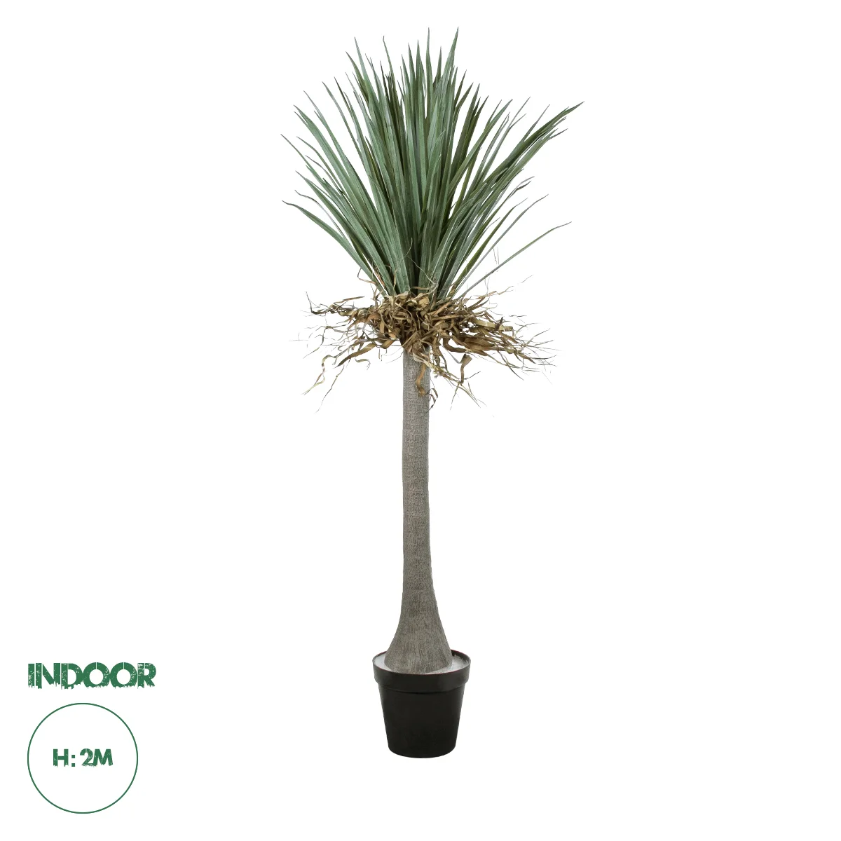 Φωτογραφία προϊόντος: GloboStar(R) Artificial Garden BEAUCARNEA PALM TREE 20047 Τεχνητό Διακοσμητικό Φυτό Κυρτόφυλλος Μπουκαρνέα Υ200cm - - 20047