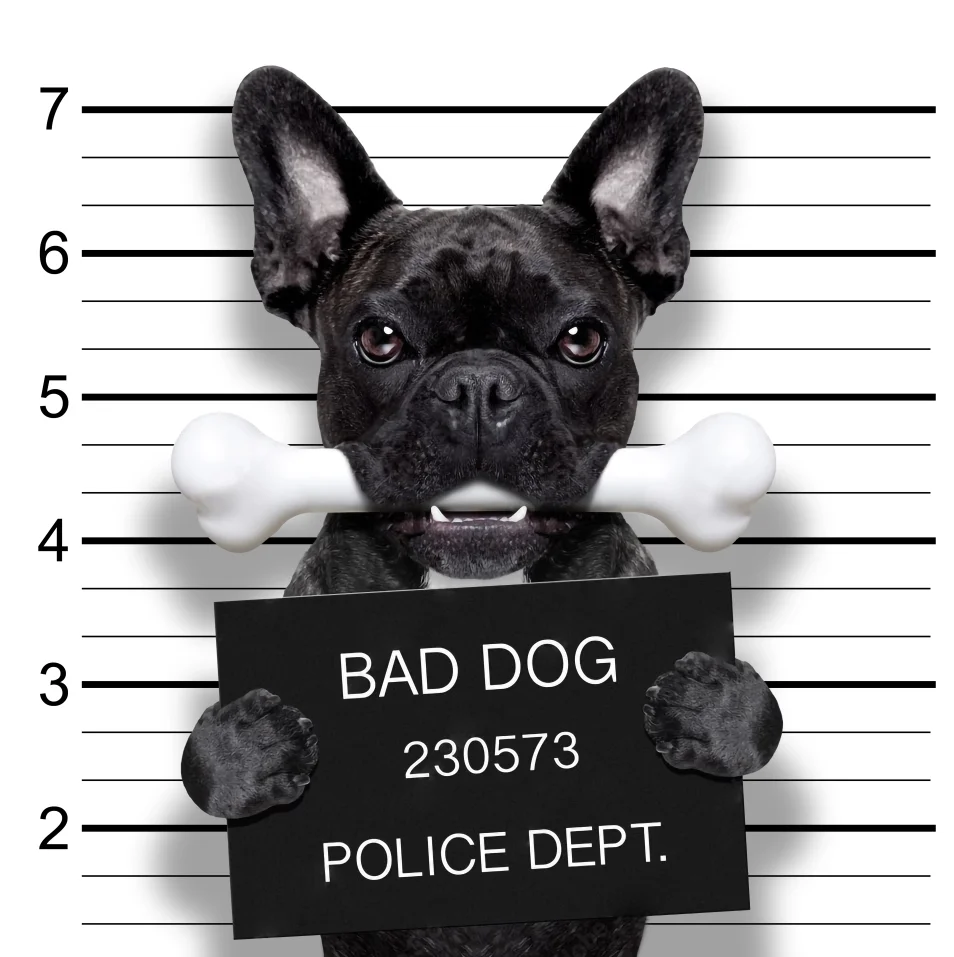 Φωτογραφία προϊόντος: Azur Φωτοταπετσαρία bad dog - Επιλογή Υλικού - 1Μx0Πx1Υ