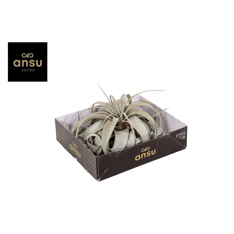 Φωτογραφία προϊόντος: OEM ΑΕΡΟΦΥΤΟ Tillandsia Xerographica