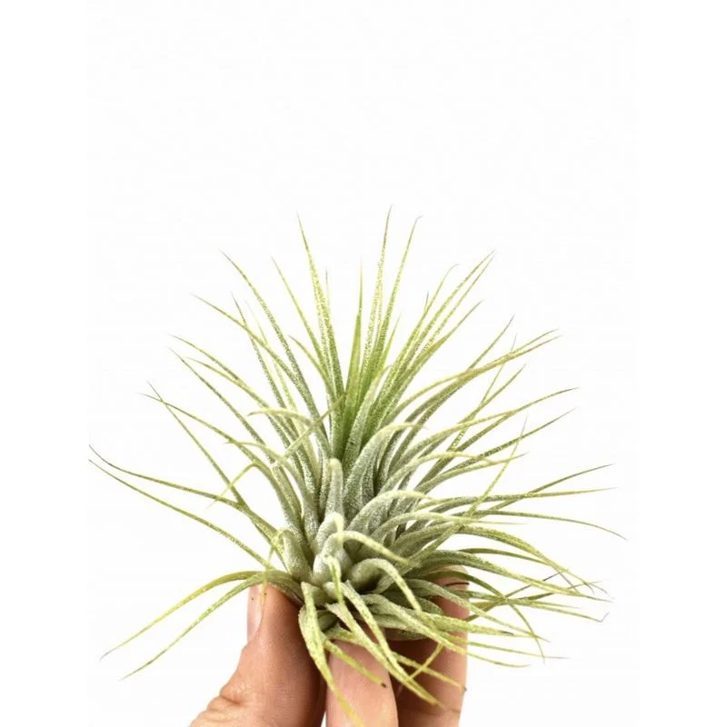 Φωτογραφία προϊόντος: OEM ΑΕΡΟΦΥΤΟ Tillandsia Ionantha Green