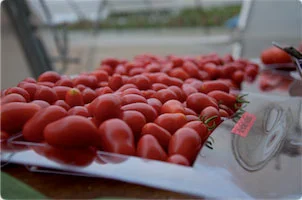 Φωτογραφία προϊόντος: Τομάτα Βελανίδι Honeyrosso F1 500 seeds