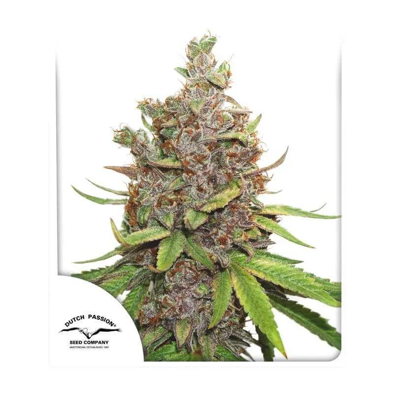 Φωτογραφία προϊόντος: Auto Glueberry O.G.® 3 seeds (Dutch Passion)
