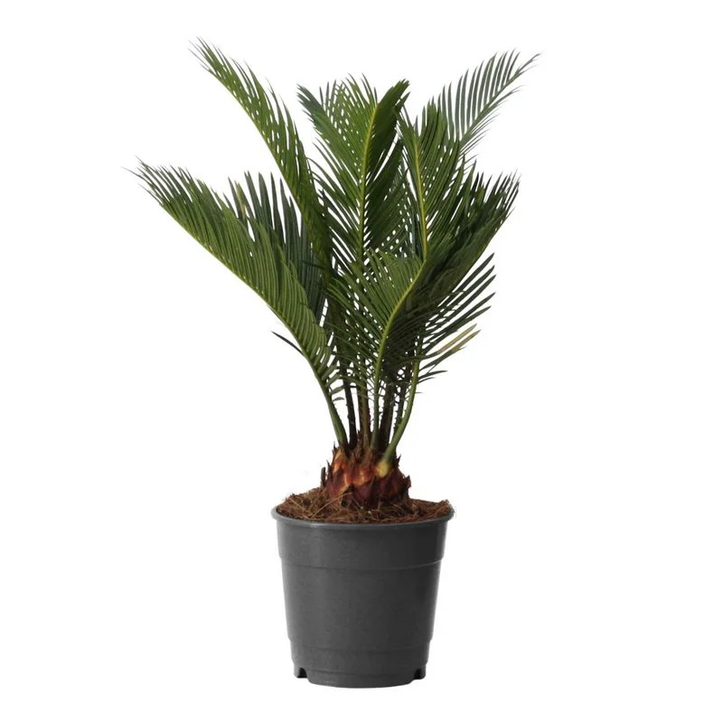 Φωτογραφία προϊόντος: OEM ΤΣΙΚΑΣ Cycas Revoluta