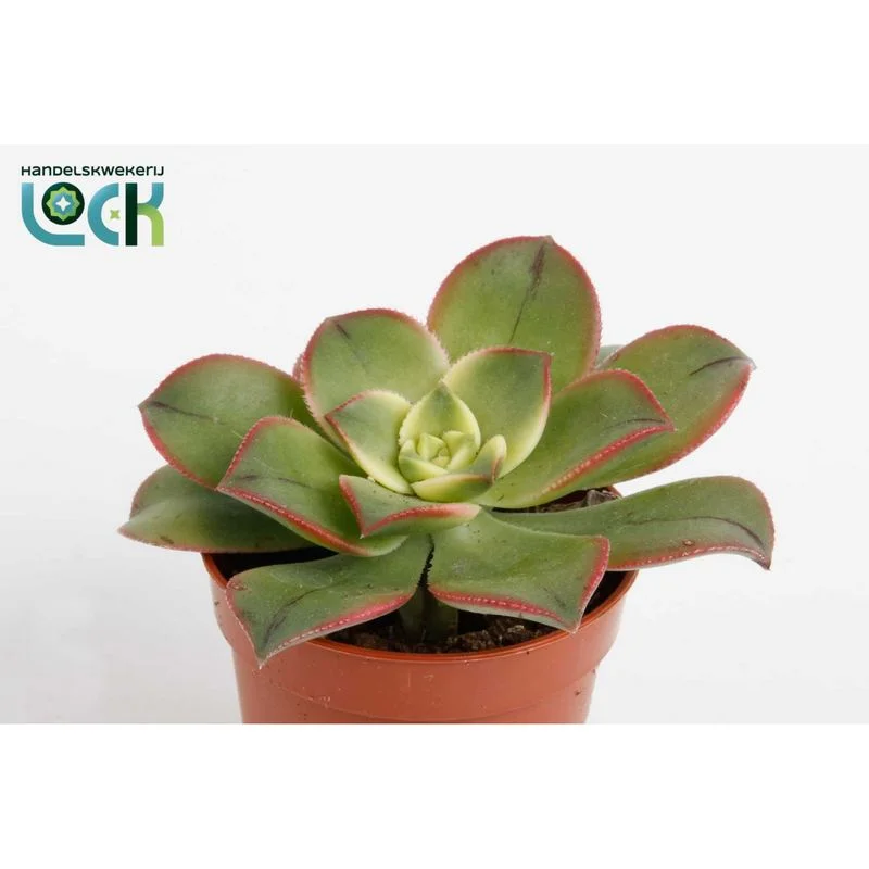 Φωτογραφία προϊόντος: OEM ΑΙΩΝΙΟ Aeonium Tricolor 'Kiwi'