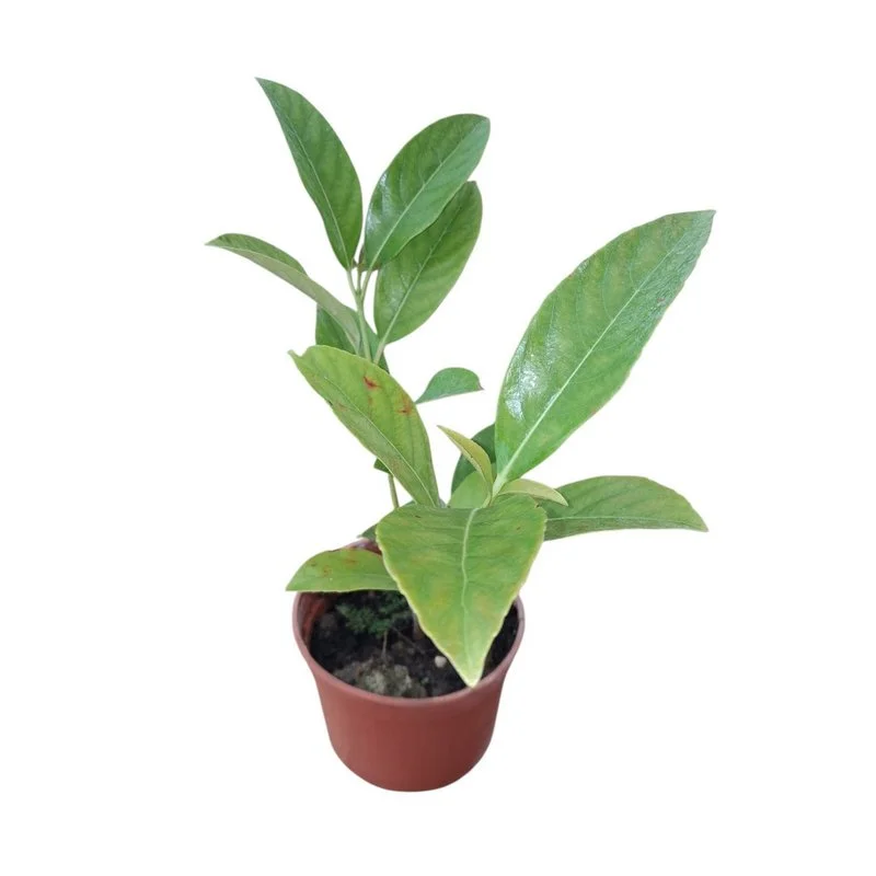 Φωτογραφία προϊόντος: OEM ΛΟΥΣΙΝΤΙΟΥΜ Viburnum lucidum