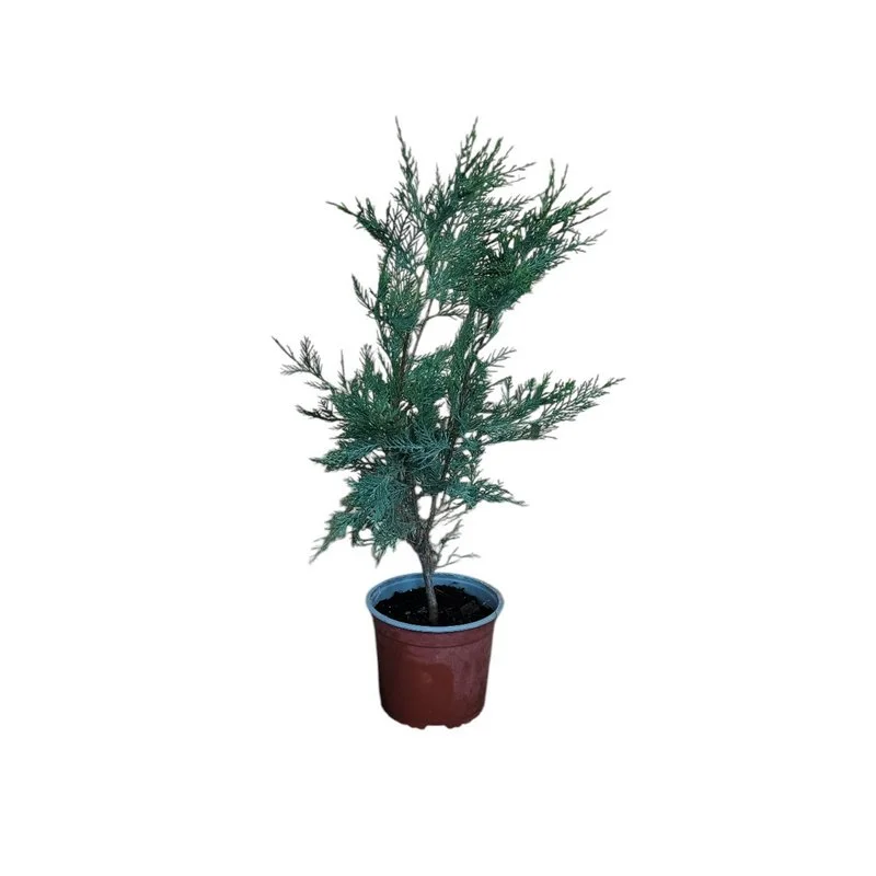 Φωτογραφία προϊόντος: OEM ΛΕ'Ι'ΛΑΝΤ Cupressocyparis Leylandii