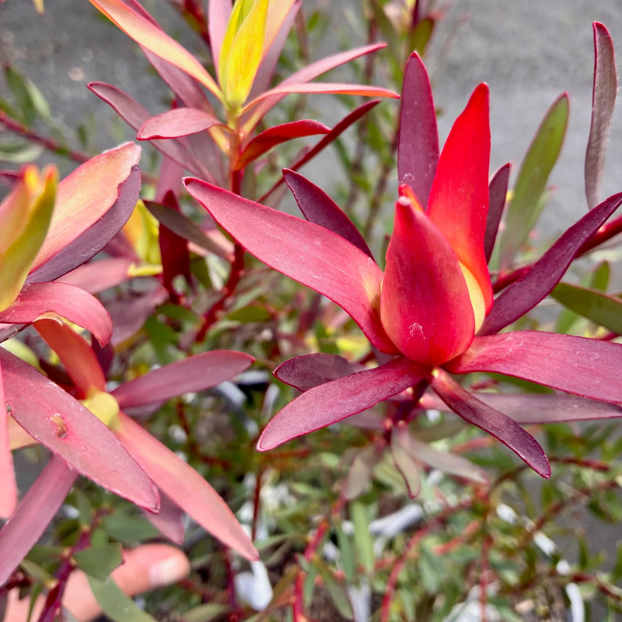 Φωτογραφία προϊόντος: "Λευκάδενδρο" Leucadendron Loving Memory MMEA Horo® XXL PREMIUM