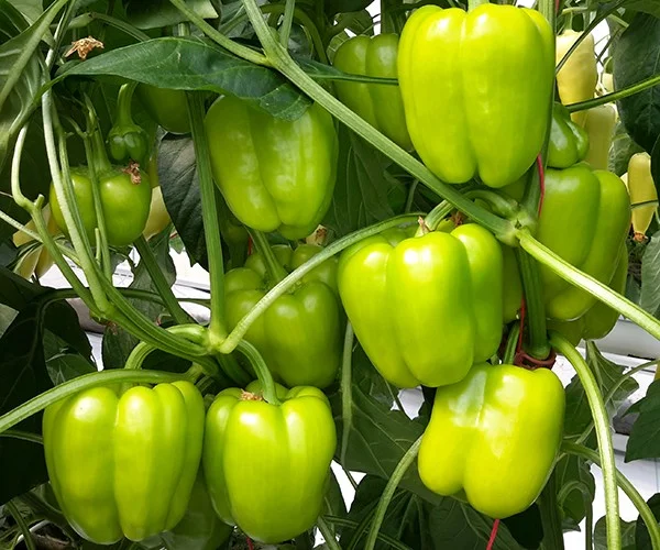 Φωτογραφία προϊόντος: Πιπεριά Leonidas F1 250 seeds