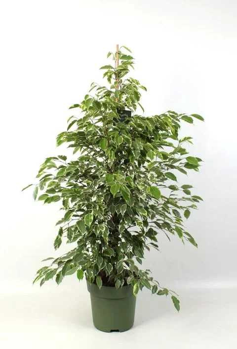 Φωτογραφία προϊόντος: "Φίκος Μπέντζαμιν" Ficus Benjamina Golden King XXL