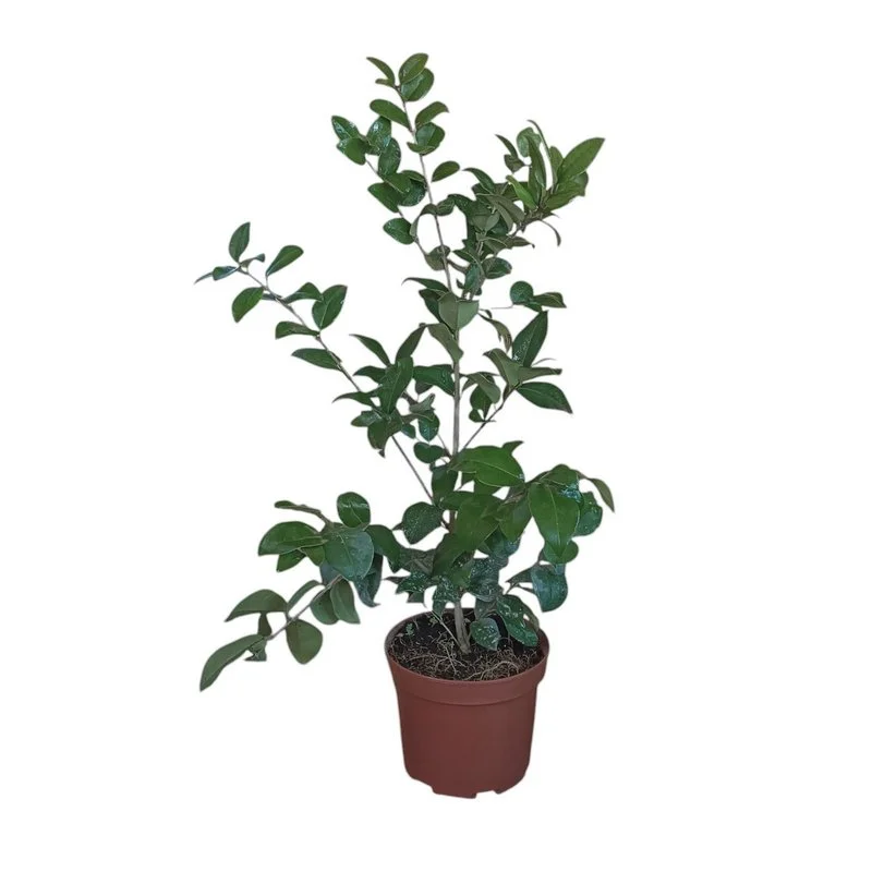 Φωτογραφία προϊόντος: OEM Τεξάνουμ Ligustrum Texanum