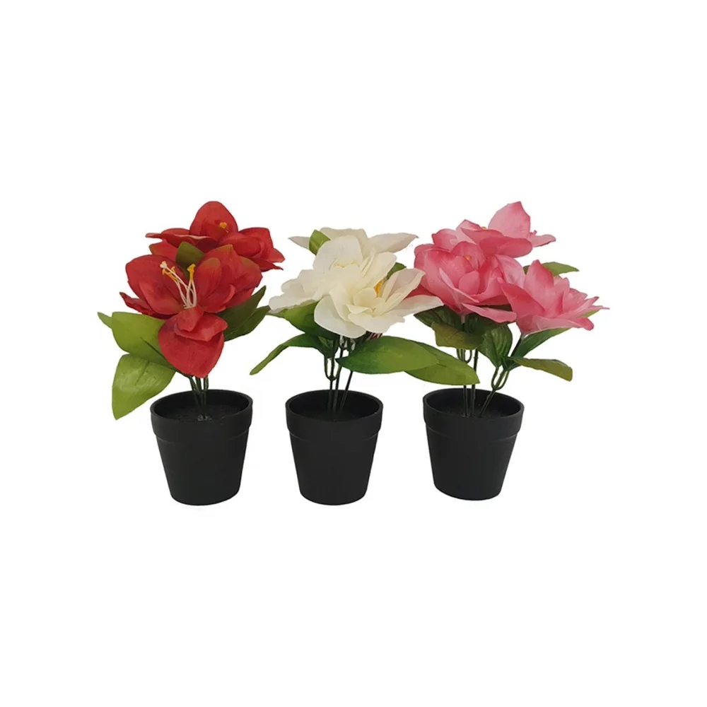 Φωτογραφία προϊόντος: Plastona Ορχιδέα σε κασπώ 22εκ. 3χρ.