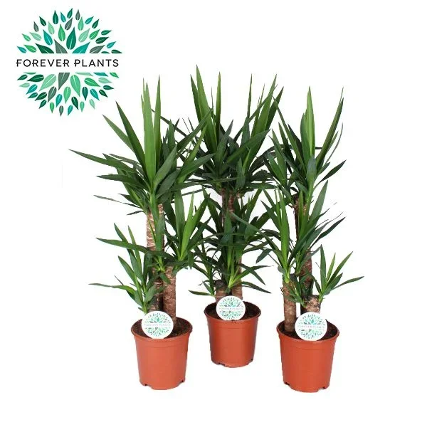 Φωτογραφία προϊόντος: "Γιούκα" Yucca Elephantipes Maya Tree