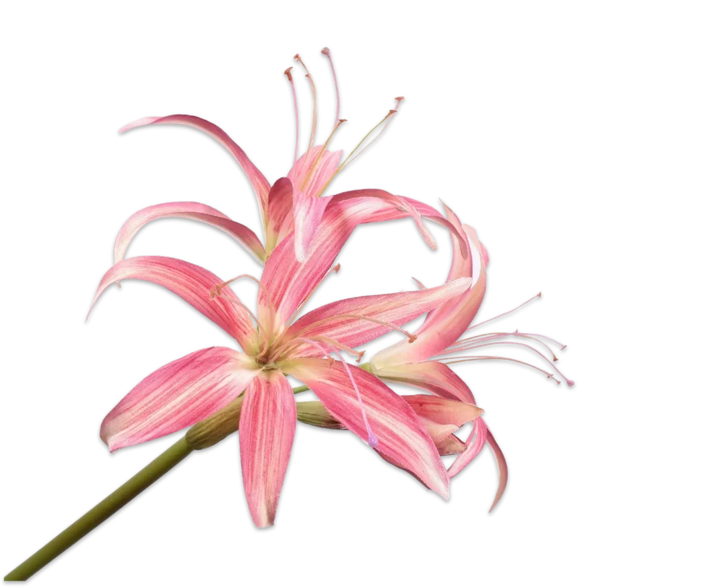 Φωτογραφία προϊόντος: -AMARYLLIS STEM MAUVE 80 CM
