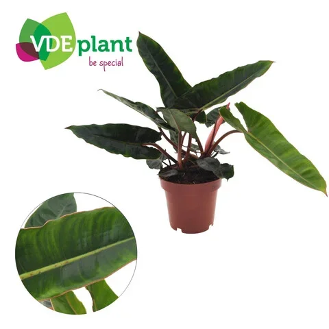 Φωτογραφία προϊόντος: "Φιλόδεντρο" Philodendron Billietiae
