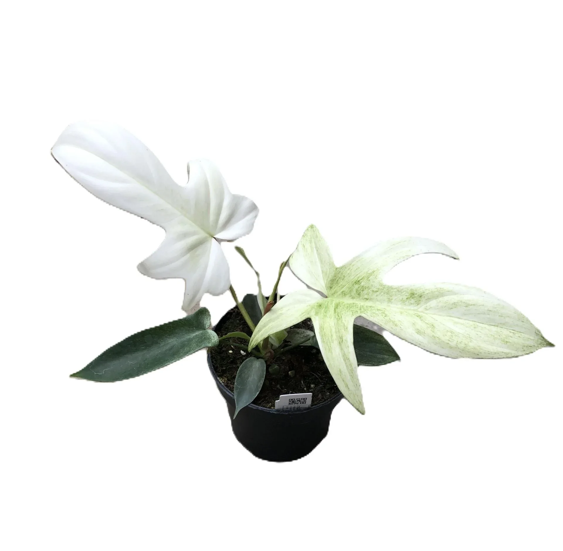 Φωτογραφία προϊόντος: "Φιλόδεντρο" Philodendron Florida Ghost
