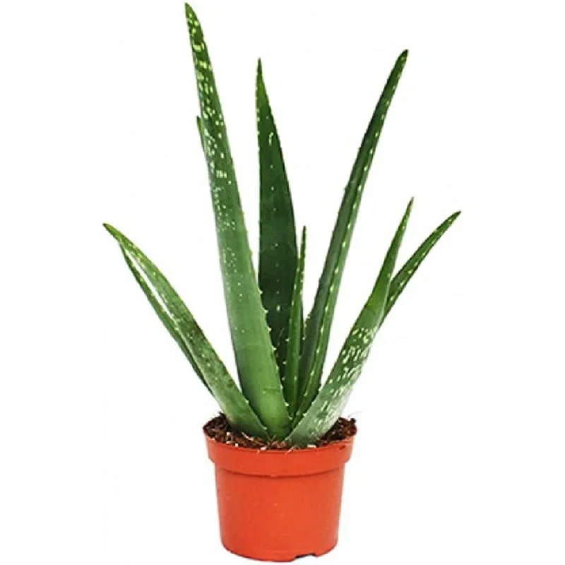 Φωτογραφία προϊόντος: "Αλόη Βέρα" Aloe Vera