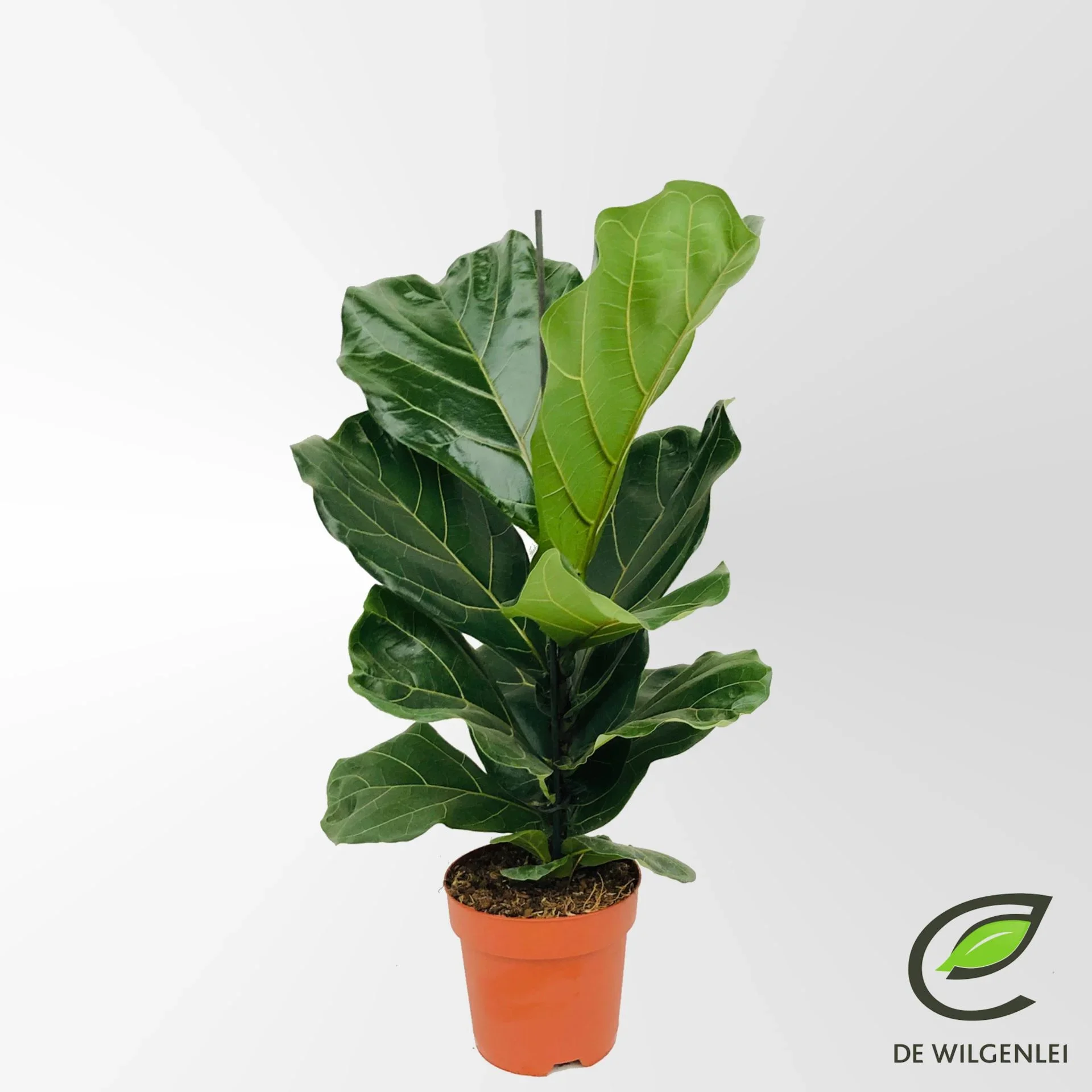 Φωτογραφία προϊόντος: "Φίκος Λυράτα" Ficus Lyrata