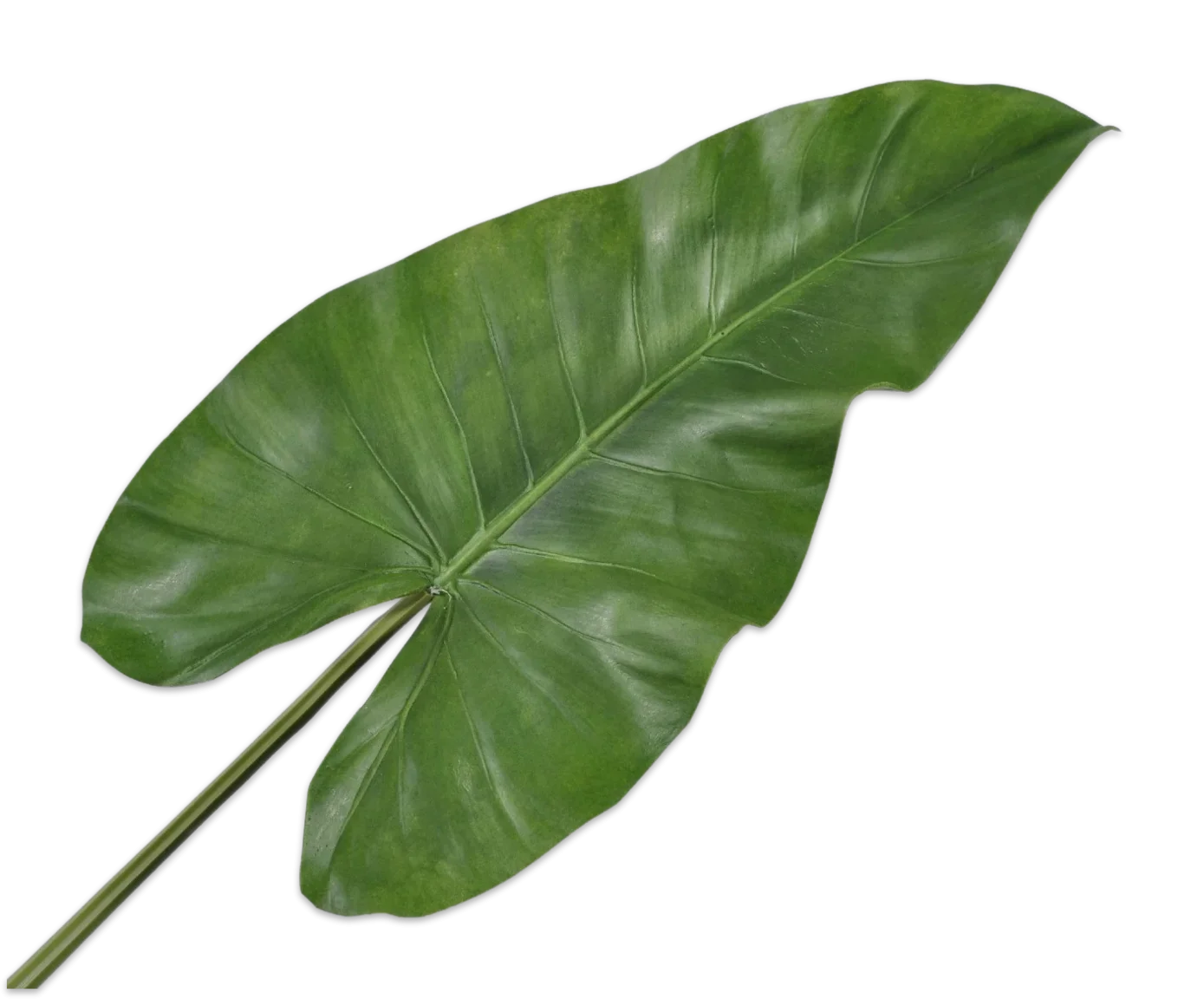 Φωτογραφία προϊόντος: -ALOCASIA LEAF GREEN 93 CM