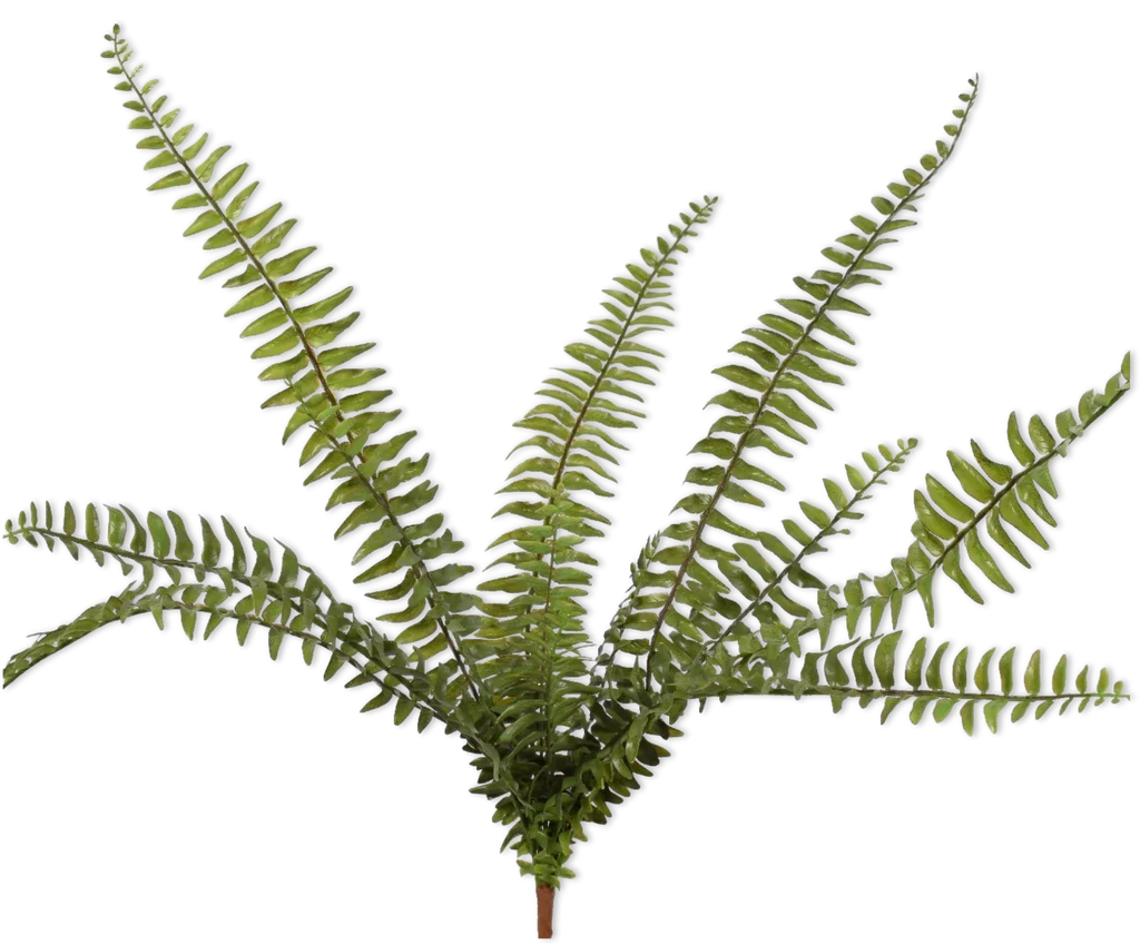 Φωτογραφία προϊόντος: -FERN BUSH GREEN 66 CM